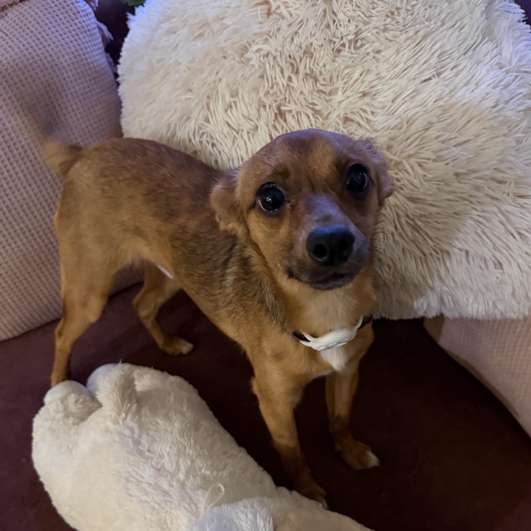 Enlarge Carlos, a ADOPTABLE mixed breed in Waxhaw, NC image 6/6