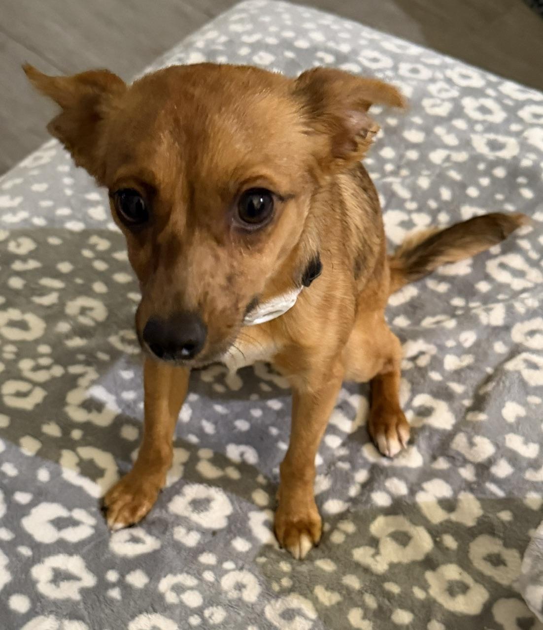 Enlarge Carlos, a ADOPTABLE mixed breed in Waxhaw, NC image 5/6