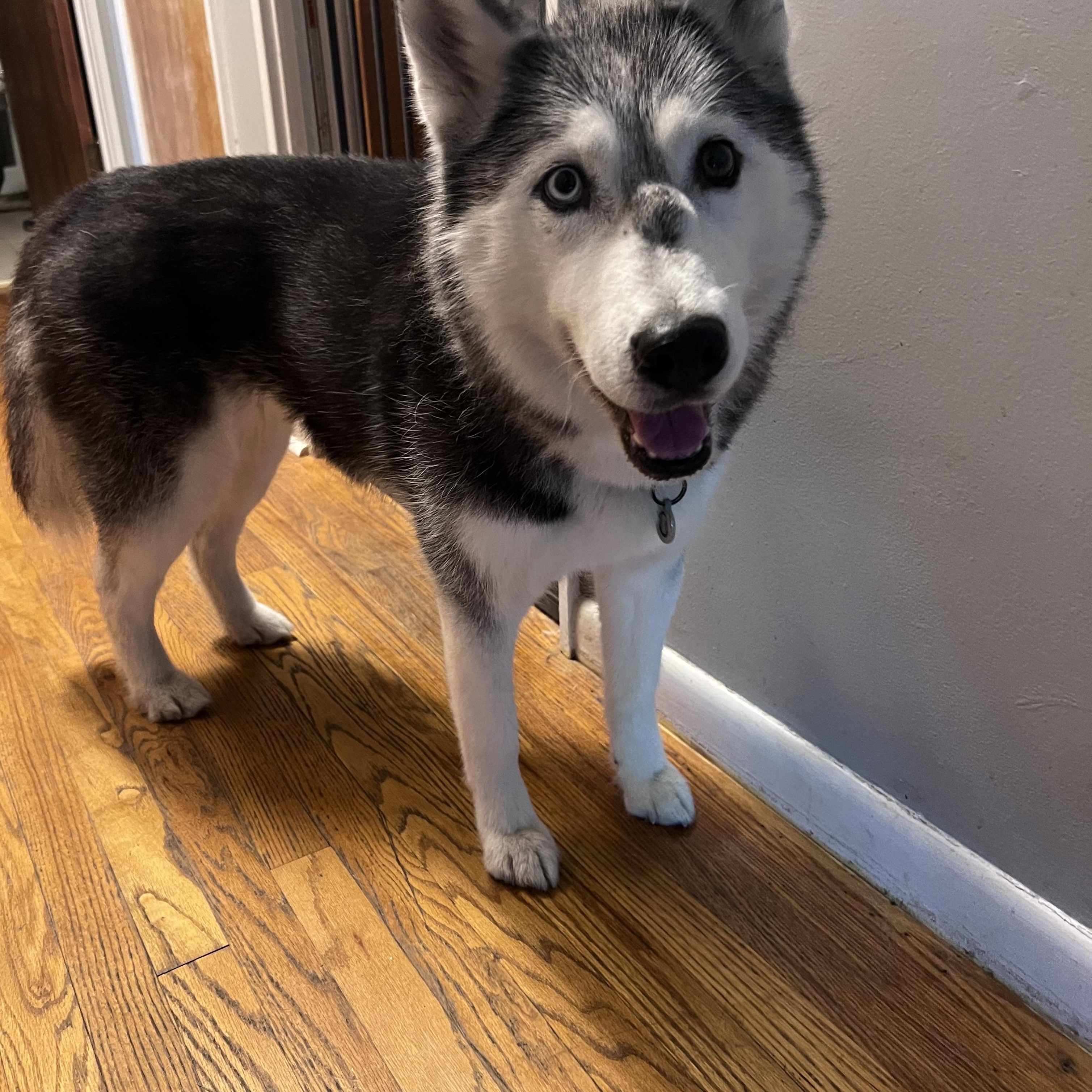 Enlarge Bella, a Adoptable mixed breed in Saginaw, MI image 6/6