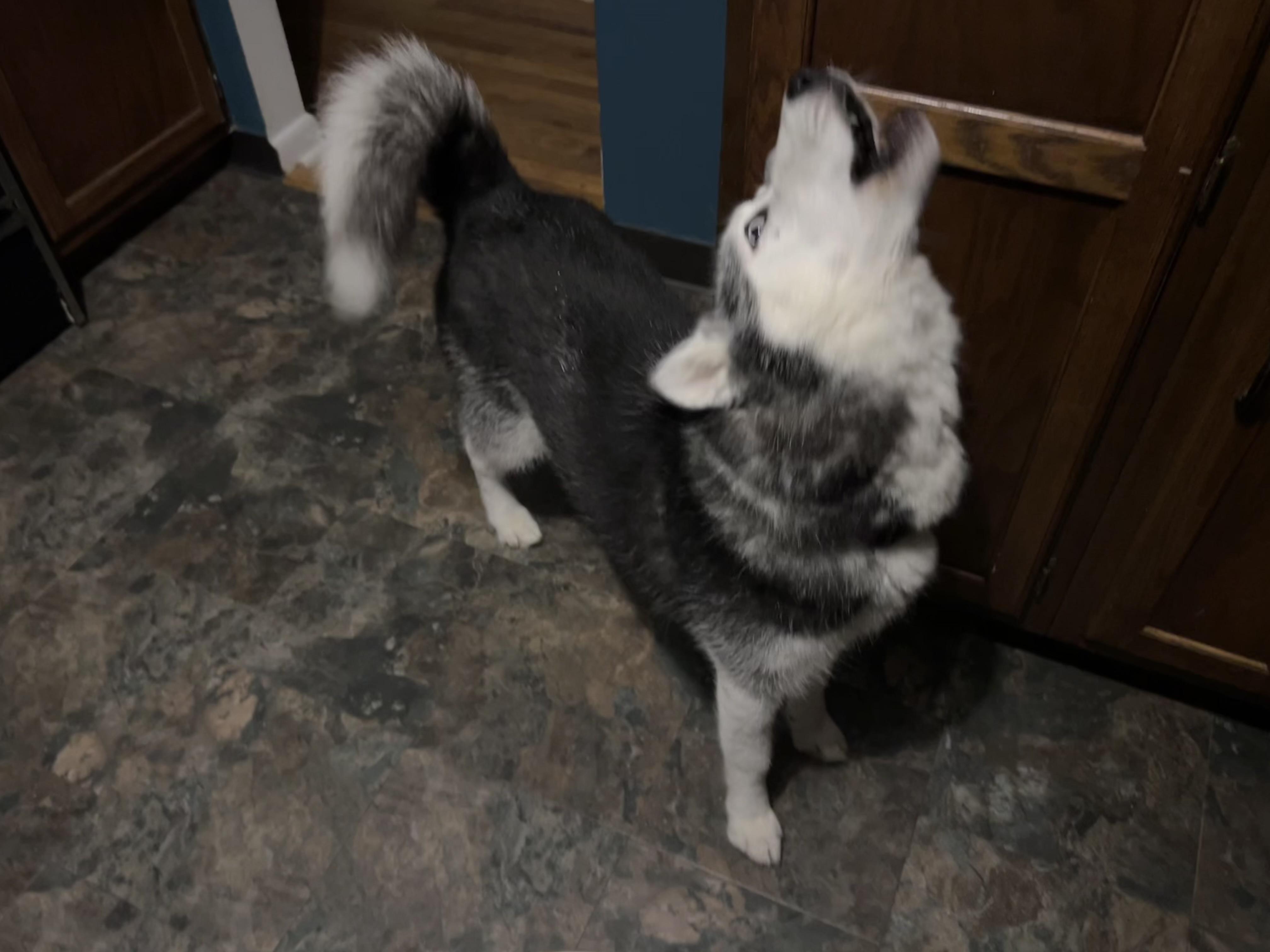 Enlarge Bella, a Adoptable mixed breed in Saginaw, MI image 5/6