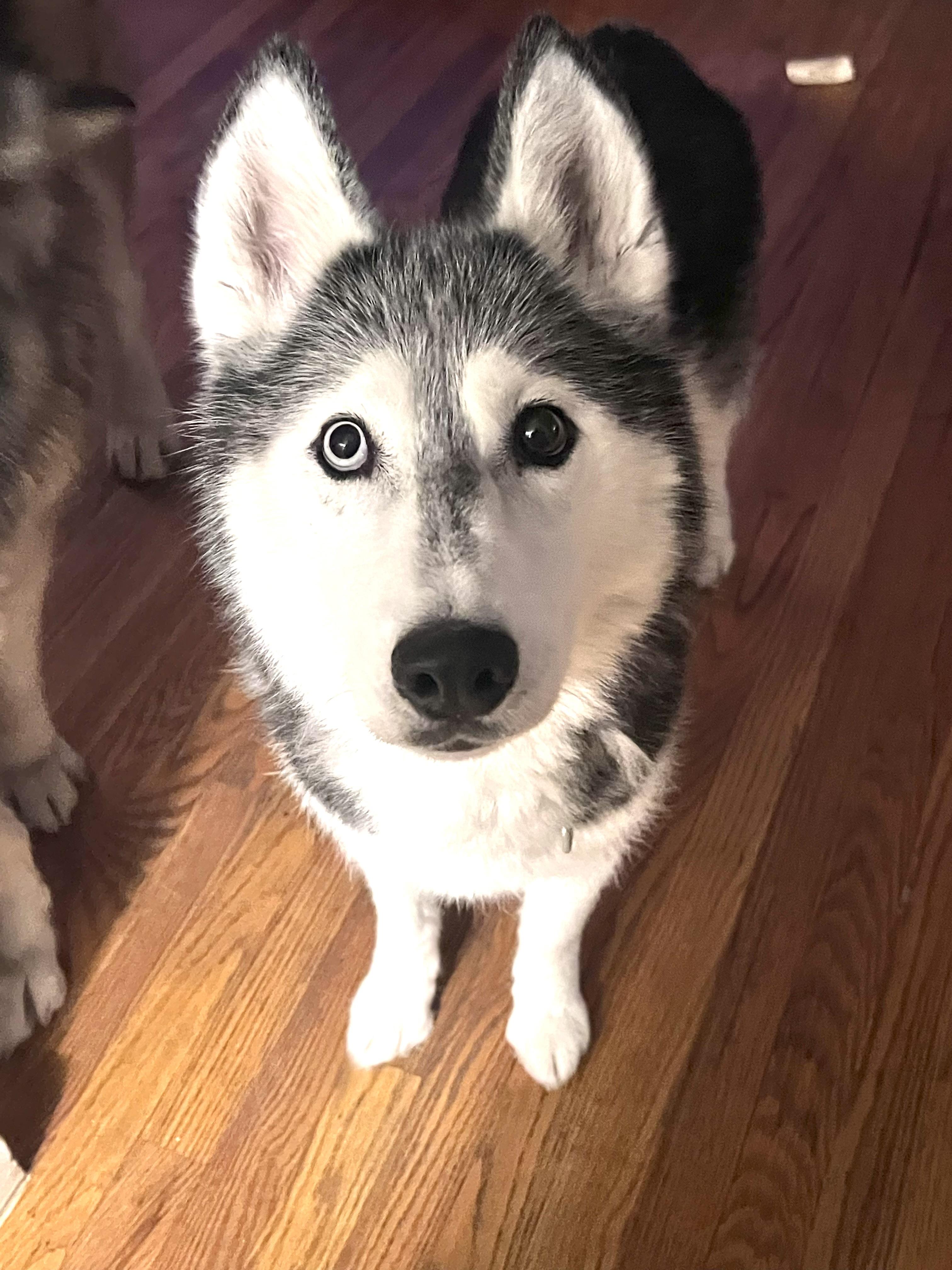 Enlarge Bella, a Adoptable mixed breed in Saginaw, MI image 1/6