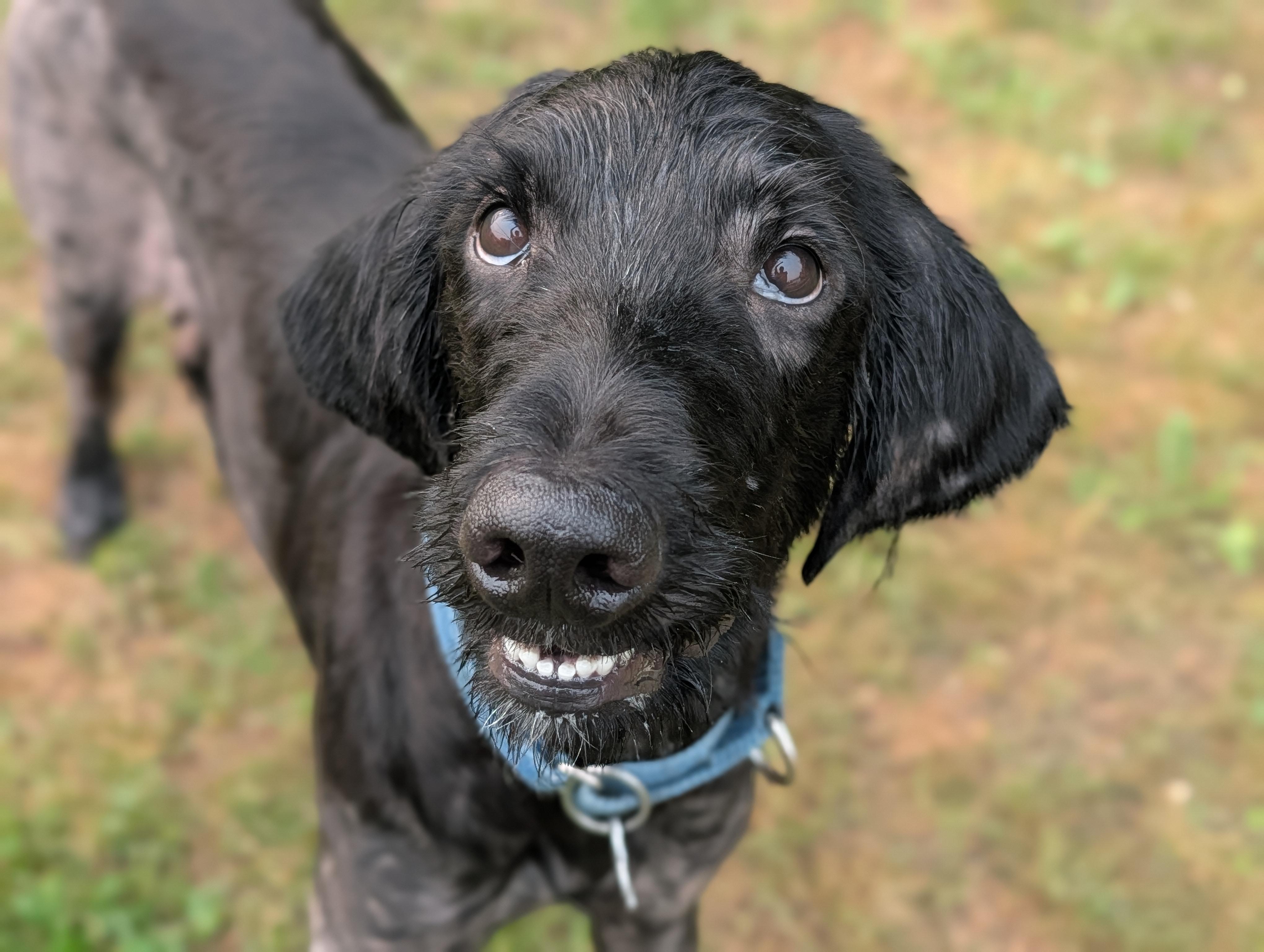 Harley, an adoptable mixed breed in Fenton, MI image 3/3