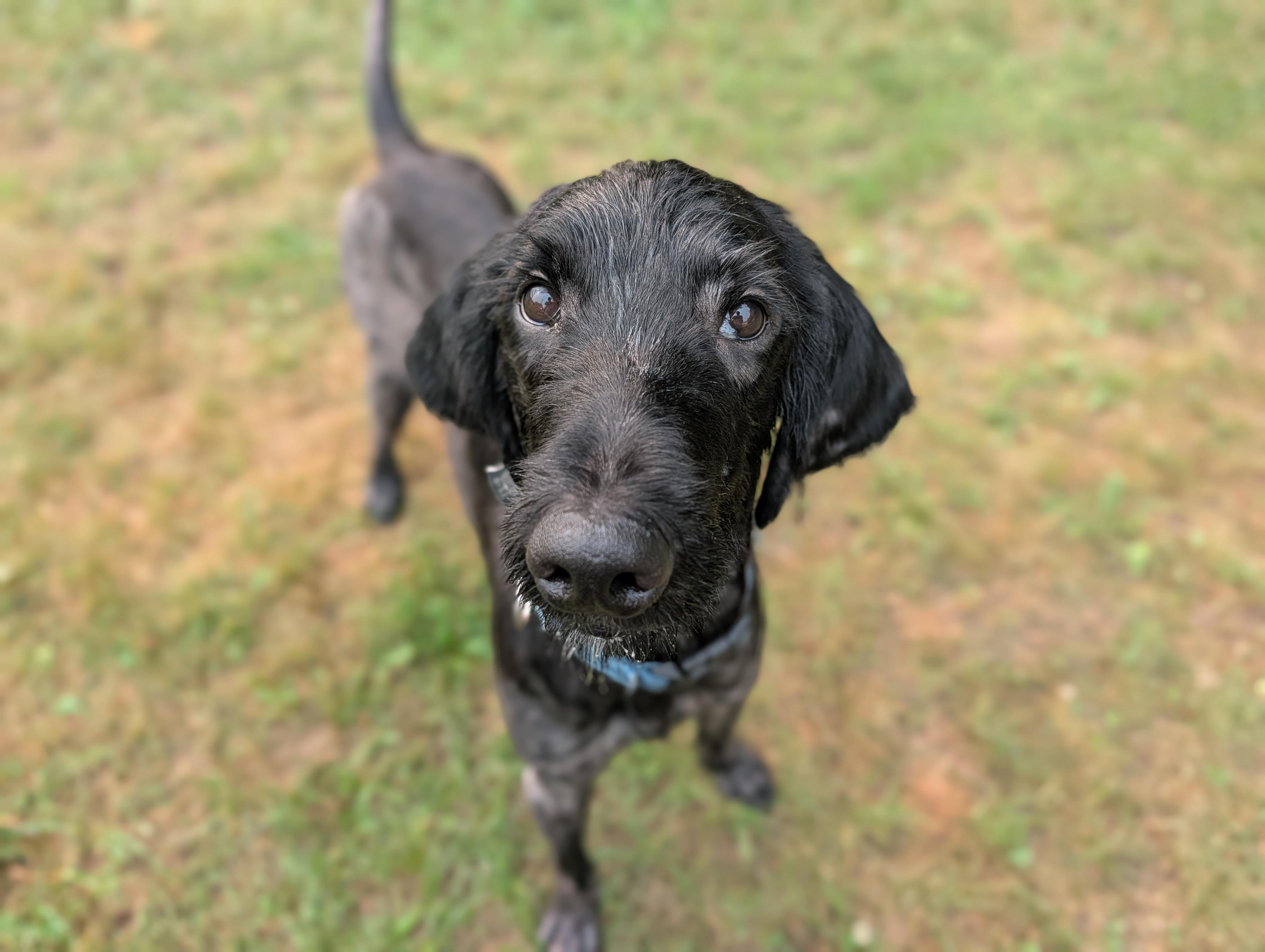 Harley, an adoptable mixed breed in Fenton, MI image 2/3