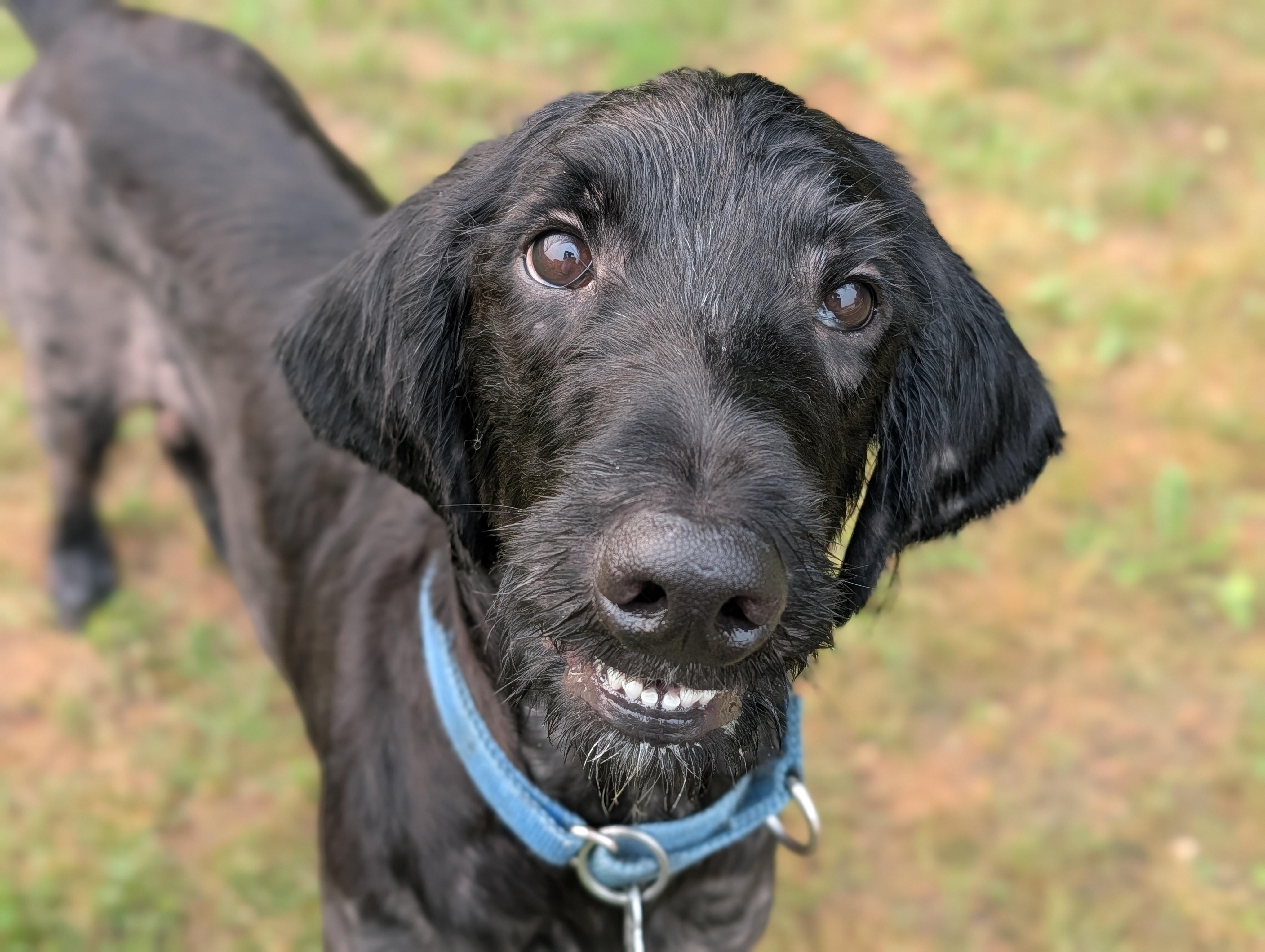 Harley, an adoptable mixed breed in Fenton, MI image 1/3