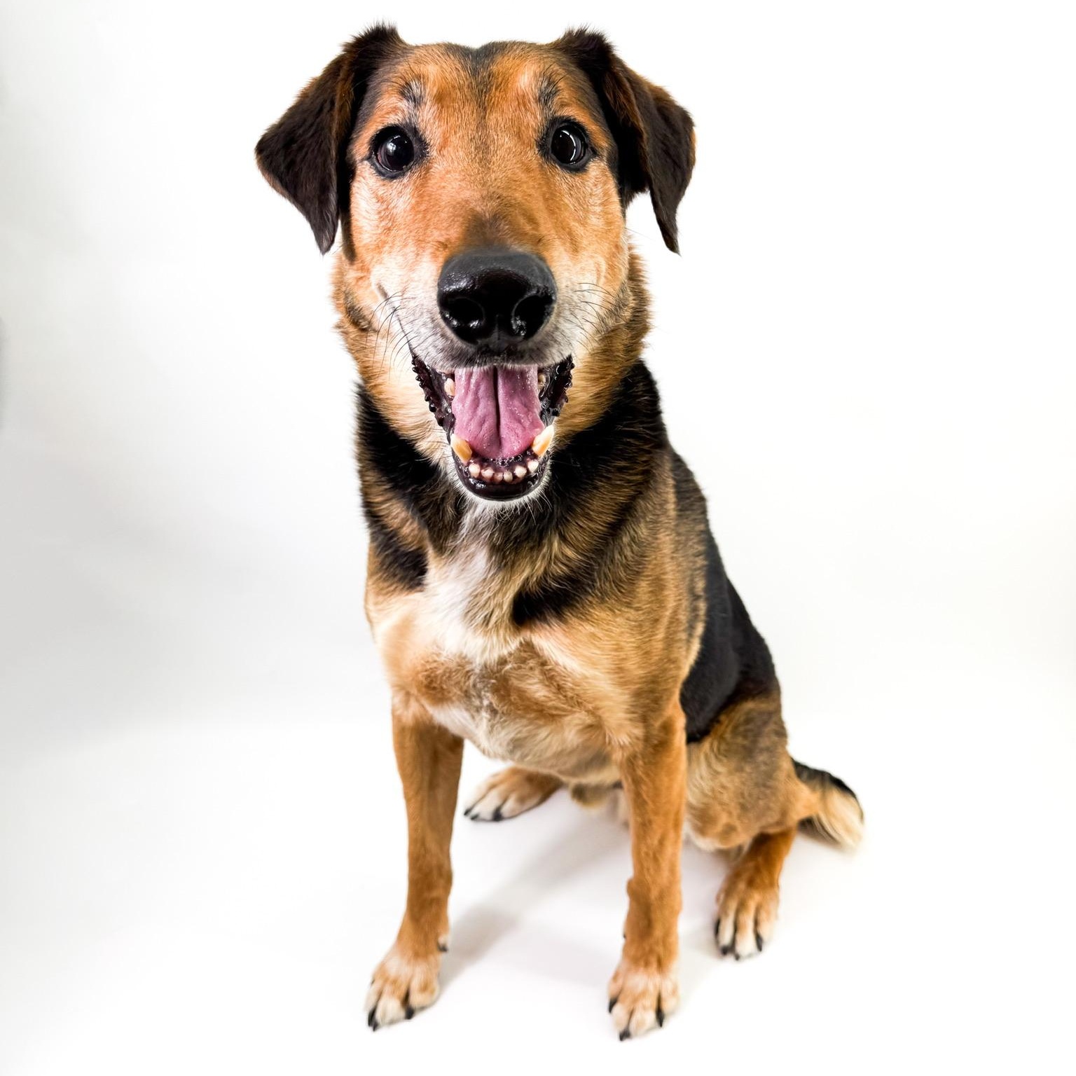 Enlarge Raleigh, a ADOPTABLE mixed breed in Scottsdale, AZ image 2/6