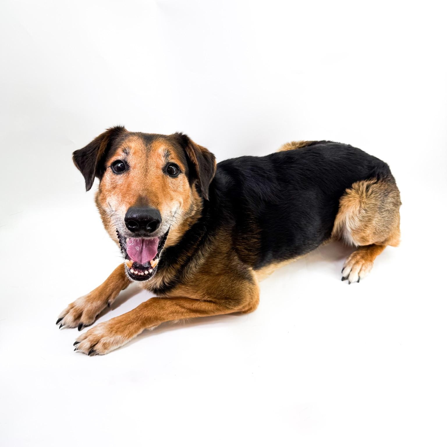 Enlarge Raleigh, a ADOPTABLE mixed breed in Scottsdale, AZ image 3/6