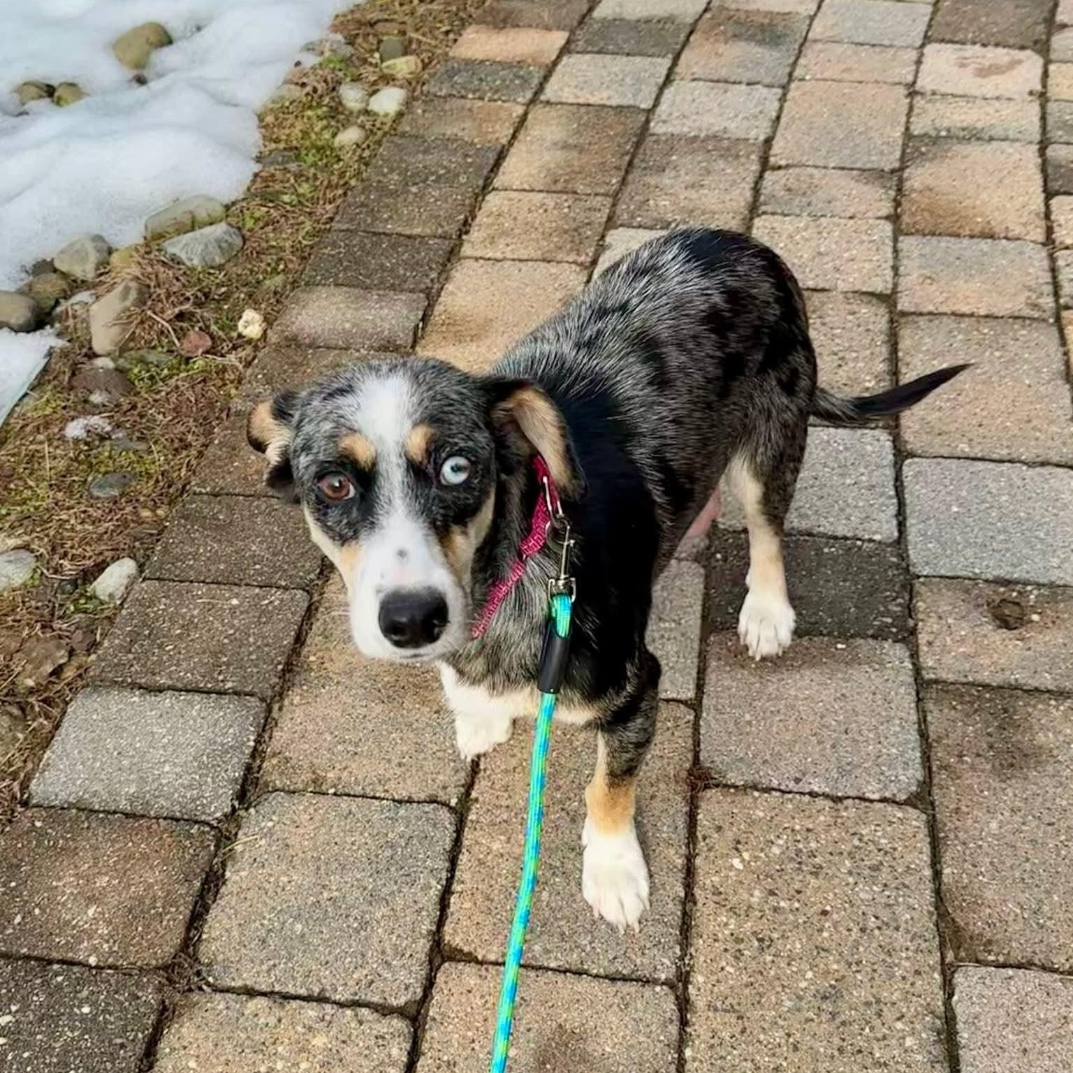 Enlarge Eve-ADOPTION PENDING, an adopted mixed breed in Mount Bethel, PA image 3/6