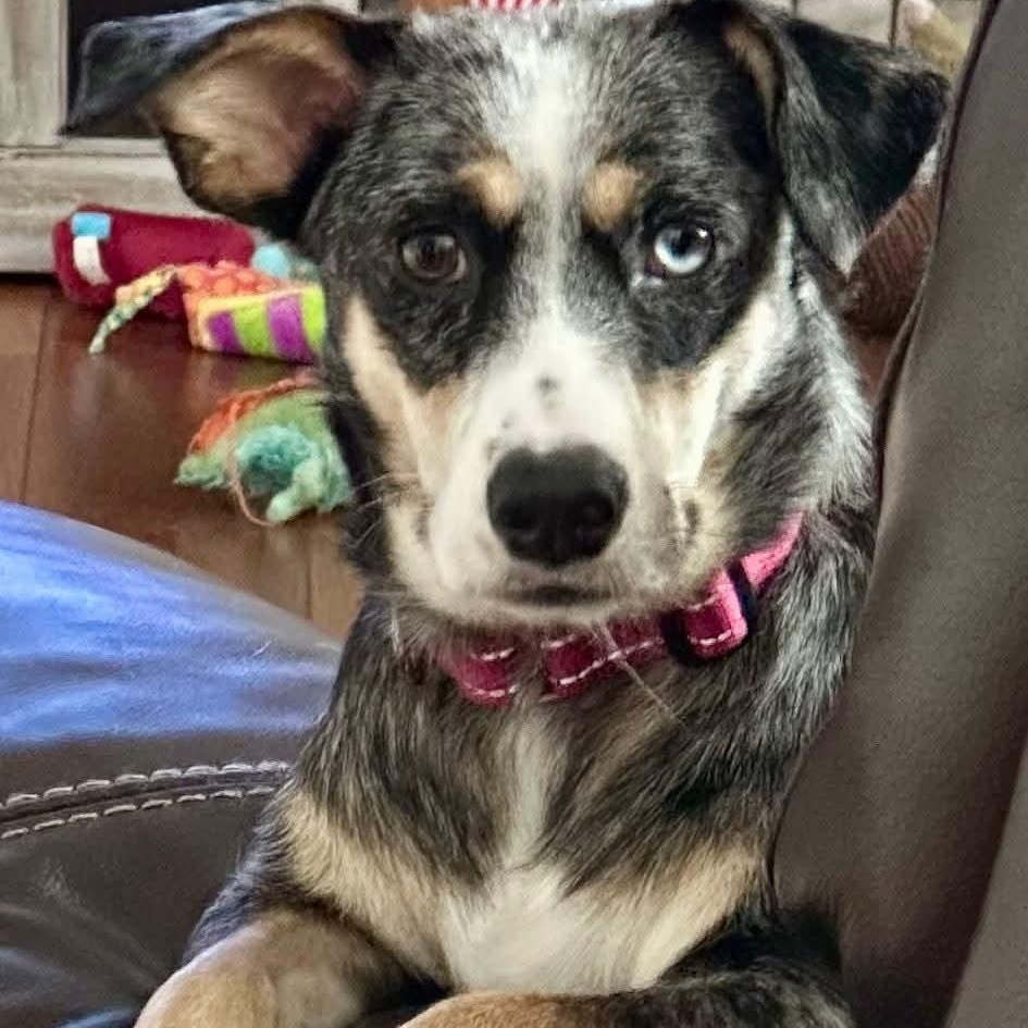 Eve-ADOPTION PENDING, ADOPTABLE, Adult Female Dachshund & Australian Shepherd.