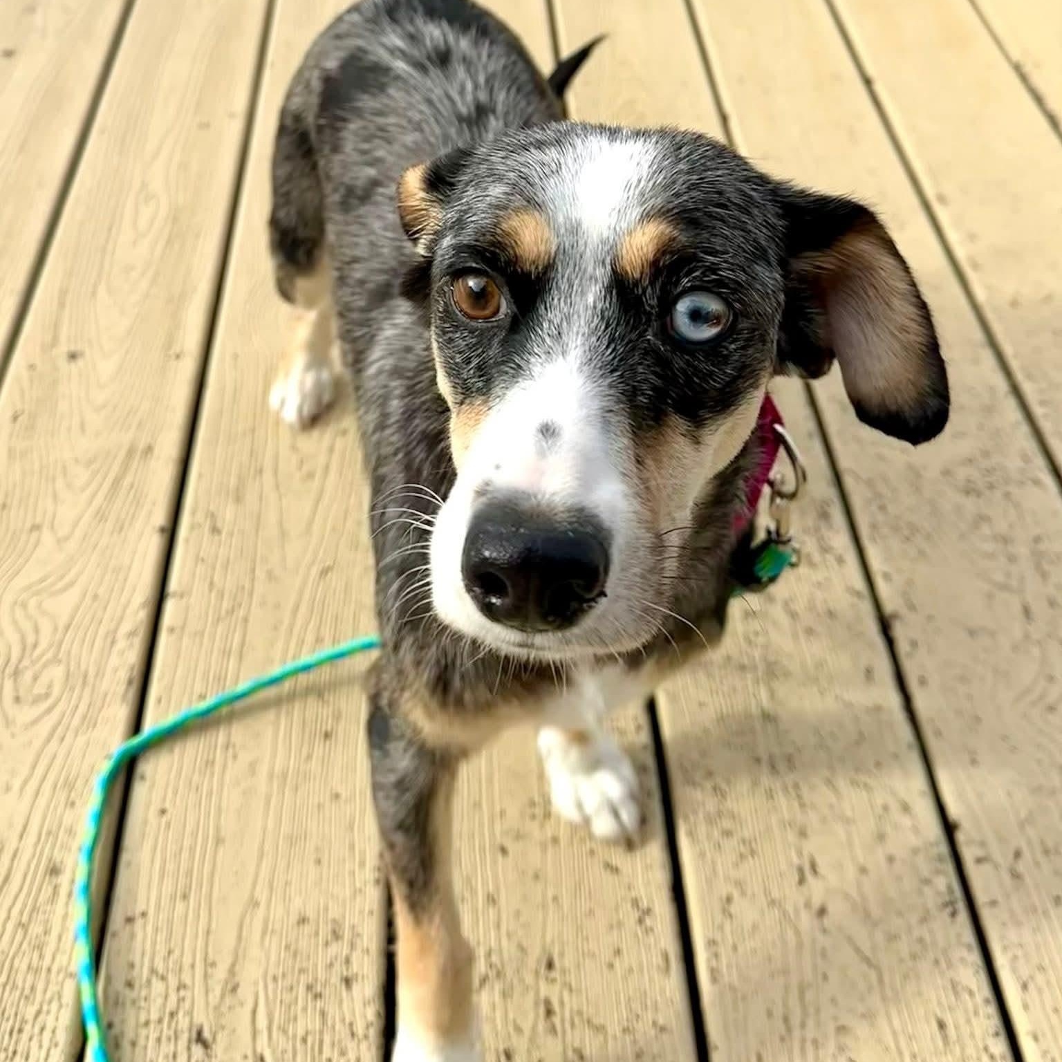 Enlarge Eve-ADOPTION PENDING, an adopted mixed breed in Mount Bethel, PA image 2/6