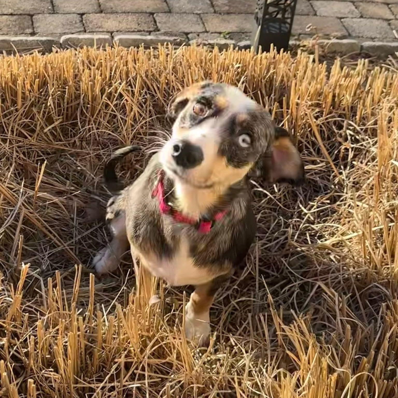 Enlarge Eve-ADOPTION PENDING, an adopted mixed breed in Mount Bethel, PA image 6/6