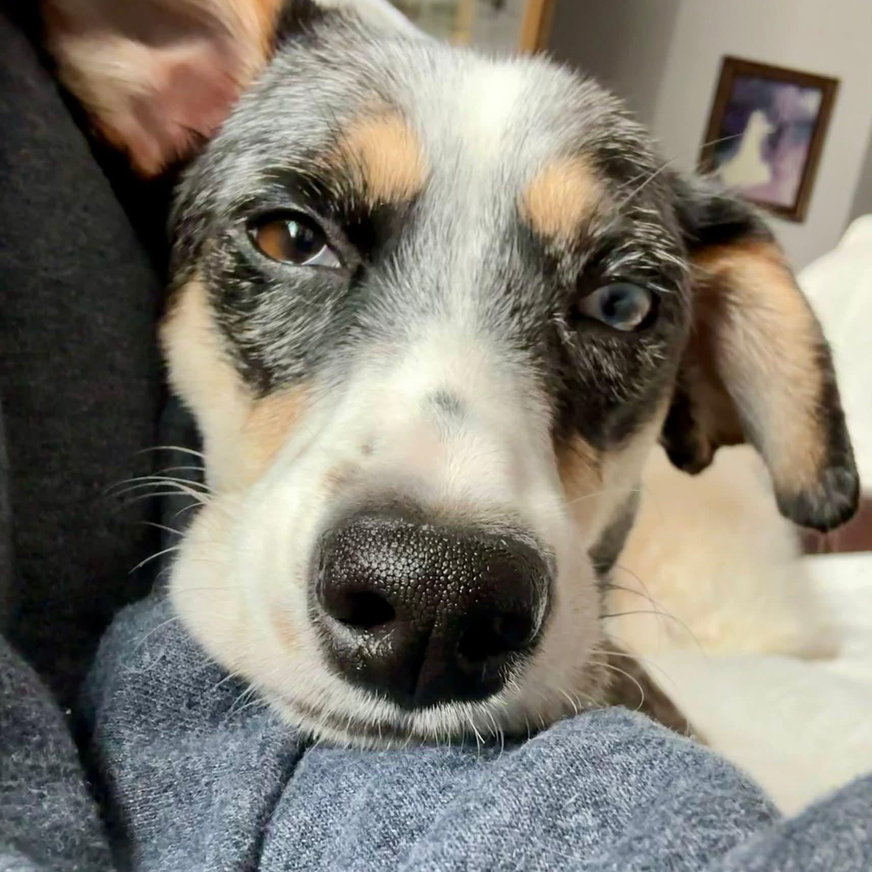 Enlarge Eve-ADOPTION PENDING, an adopted mixed breed in Mount Bethel, PA image 5/6