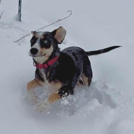 Enlarge Eve-ADOPTION PENDING, an adopted mixed breed in Mount Bethel, PA image 4/6