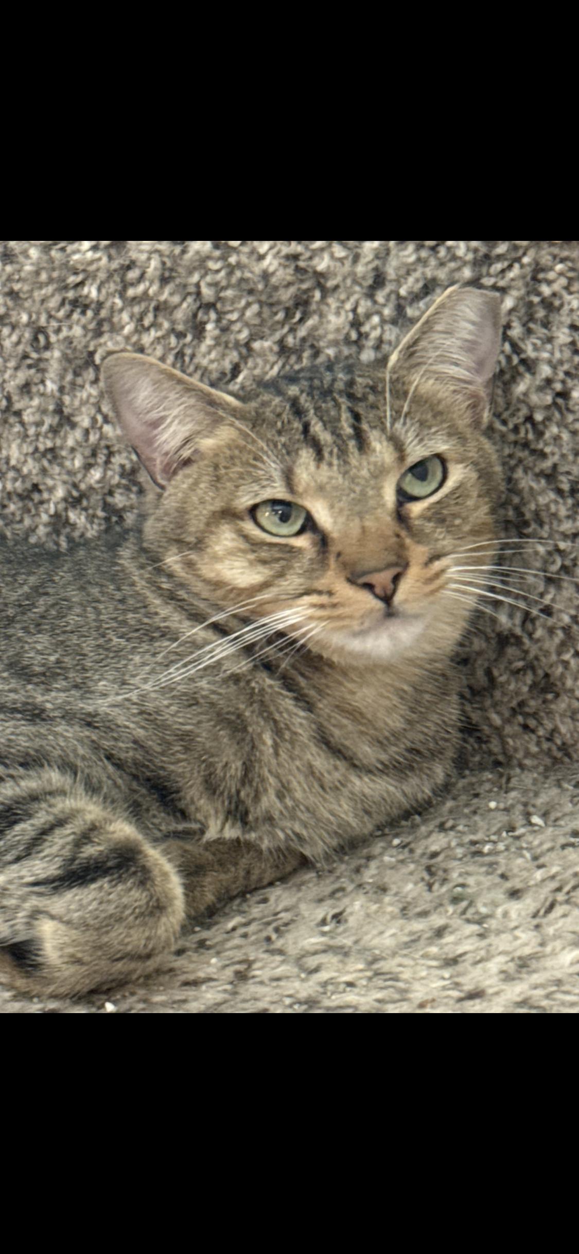 Enlarge Sammy, a ADOPTABLE Domestic Short Hair in Charlotte, NC image 2/2