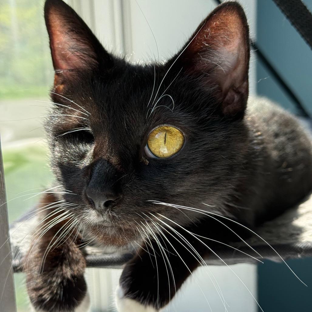Diamond, a Adoptable Domestic Short Hair in New Fairfield, CT image 1/6