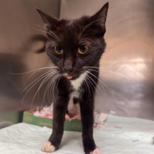 Enlarge Diamond, a Adoptable Domestic Short Hair in New Fairfield, CT image 1/6