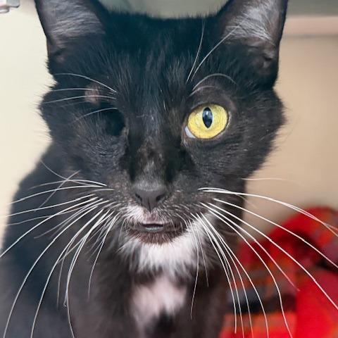 Enlarge Diamond, a Adoptable Domestic Short Hair in New Fairfield, CT image 2/6