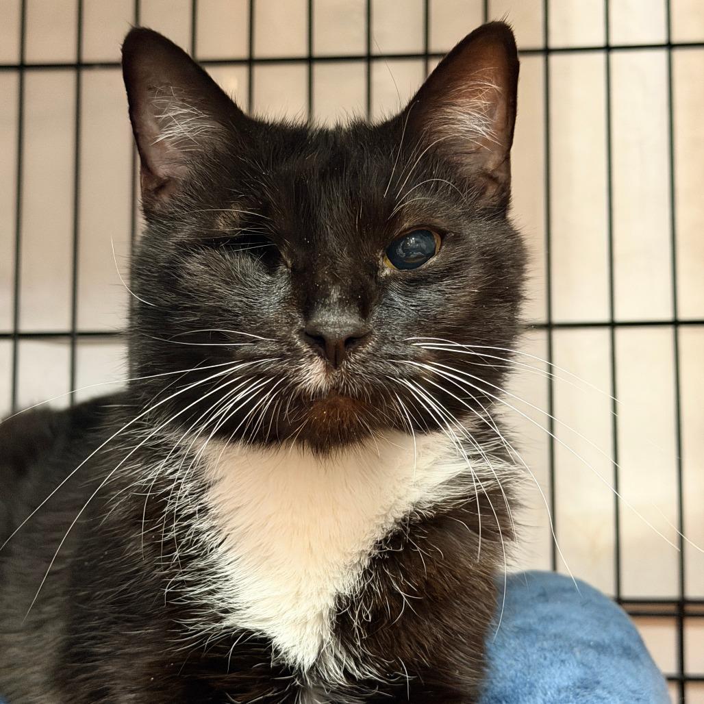 Enlarge Diamond, a Adoptable Domestic Short Hair in New Fairfield, CT image 3/6