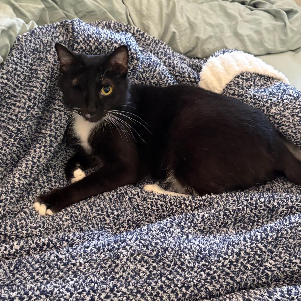 Diamond, a Adoptable Domestic Short Hair in New Fairfield, CT image 2/6