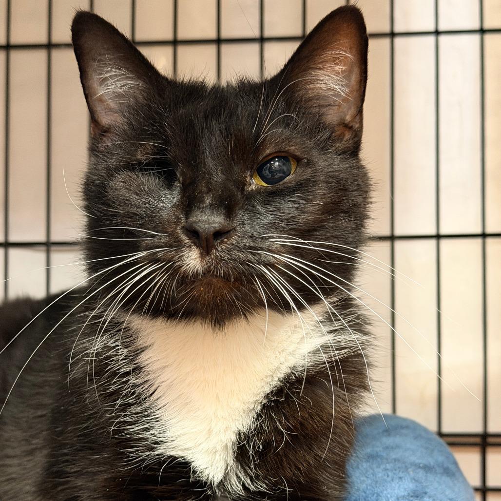 Enlarge Diamond, a Adoptable Domestic Short Hair in New Fairfield, CT image 4/6