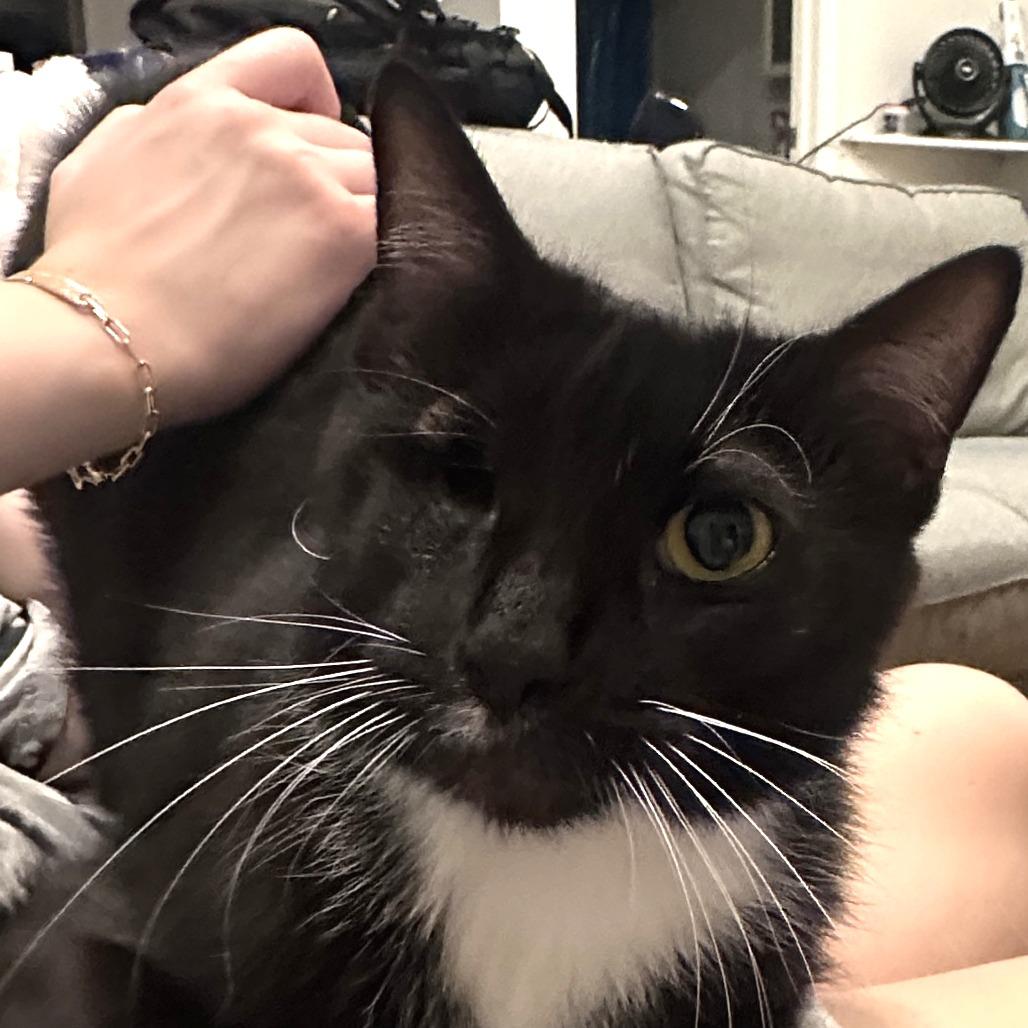 Enlarge Diamond, a Adoptable Domestic Short Hair in New Fairfield, CT image 5/6