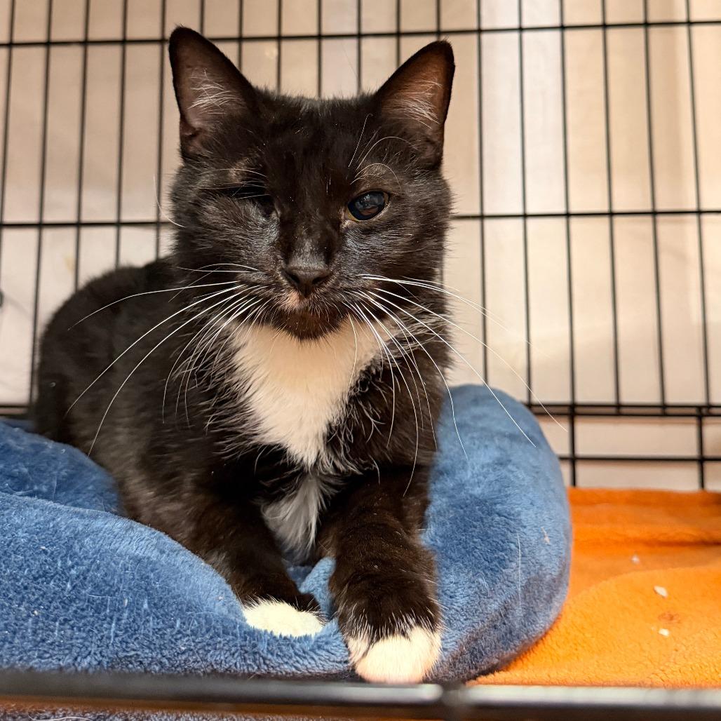 Enlarge Diamond, a Adoptable Domestic Short Hair in New Fairfield, CT image 6/6