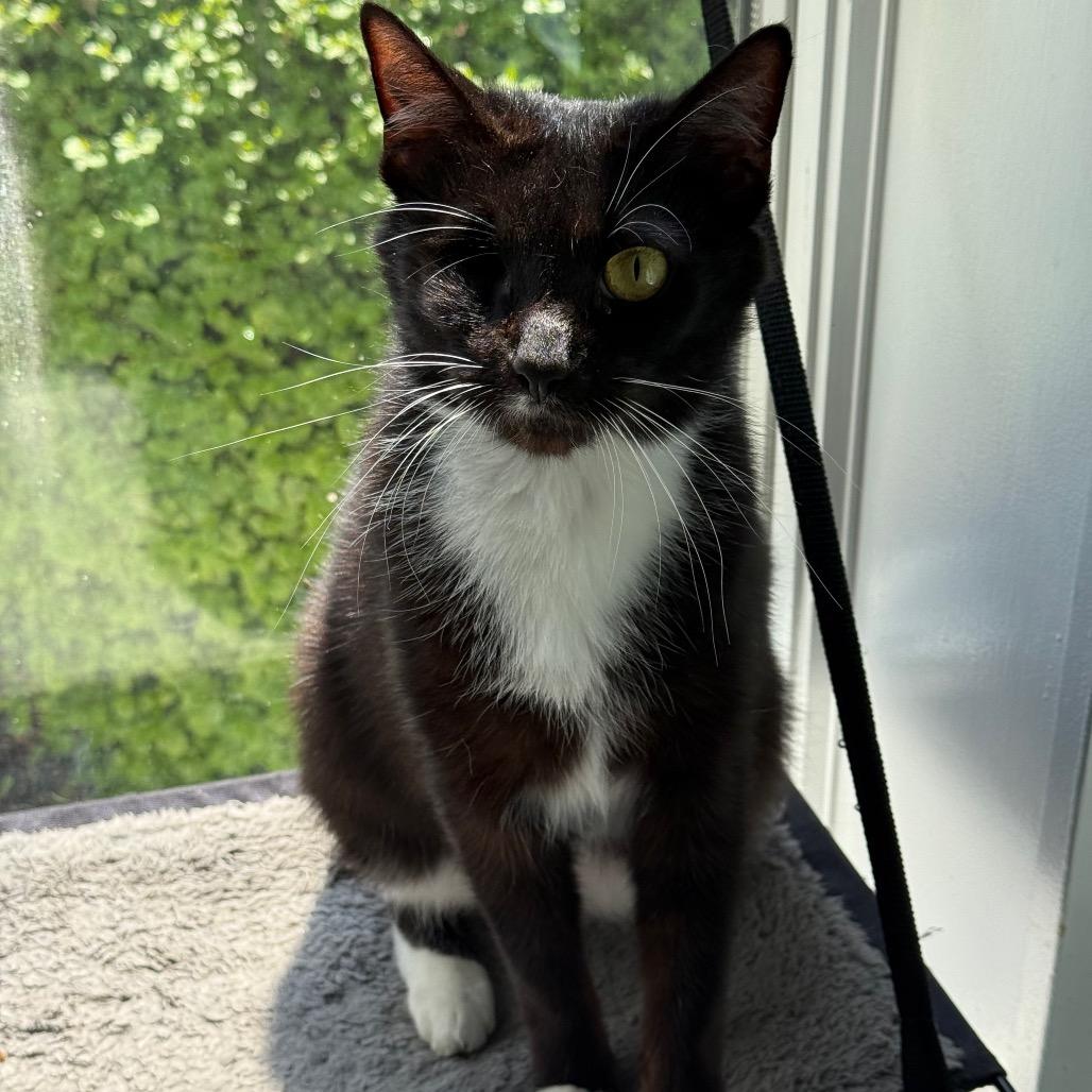 Diamond, a Adoptable Domestic Short Hair in New Fairfield, CT image 3/6