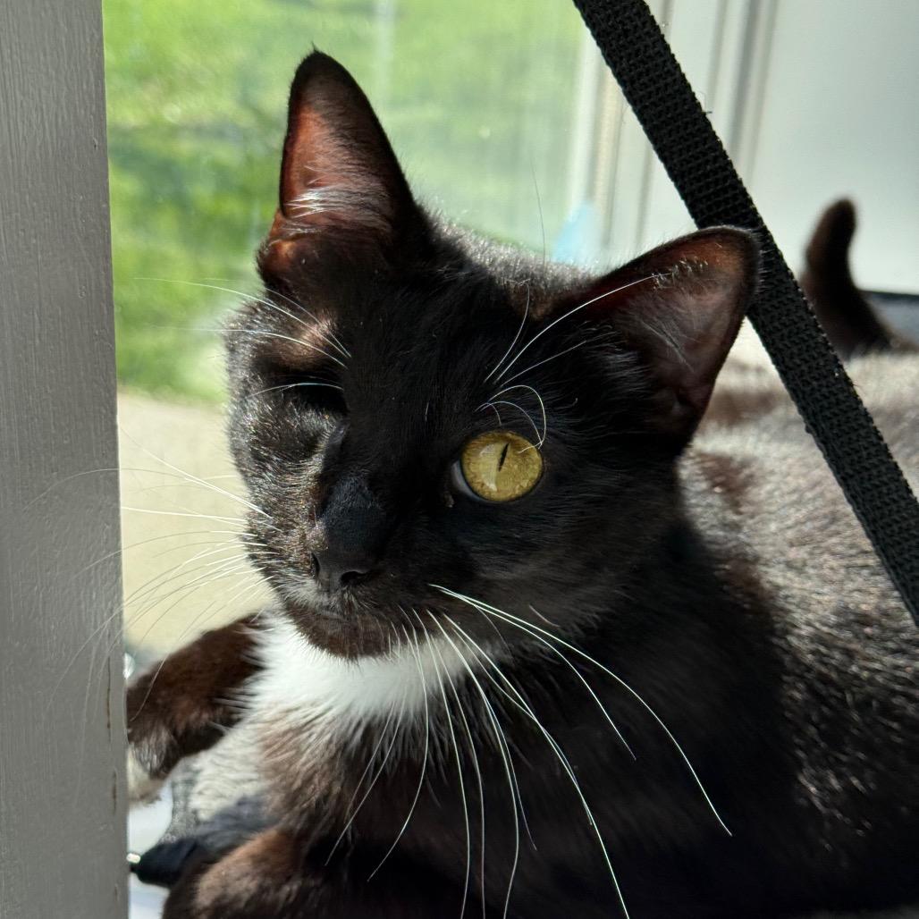 Diamond, a Adoptable Domestic Short Hair in New Fairfield, CT image 4/6