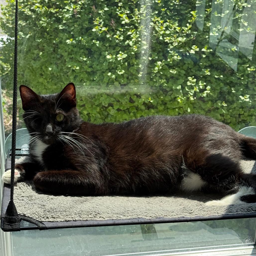 Diamond, a Adoptable Domestic Short Hair in New Fairfield, CT image 5/6