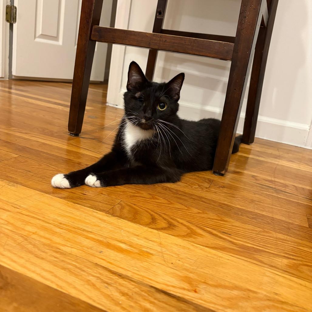 Diamond, a Adoptable Domestic Short Hair in New Fairfield, CT image 6/6