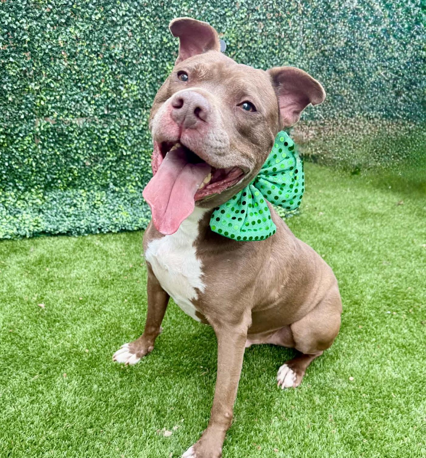 Enlarge Lucky Mars, a Adoptable mixed breed in Roswell, GA image 2/3