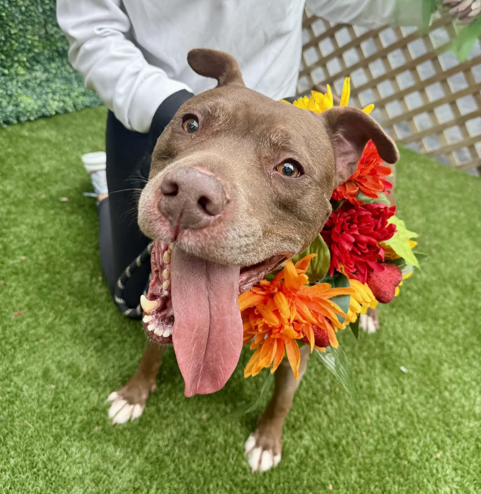 Enlarge Lucky Mars, a Adoptable mixed breed in Roswell, GA image 2/3