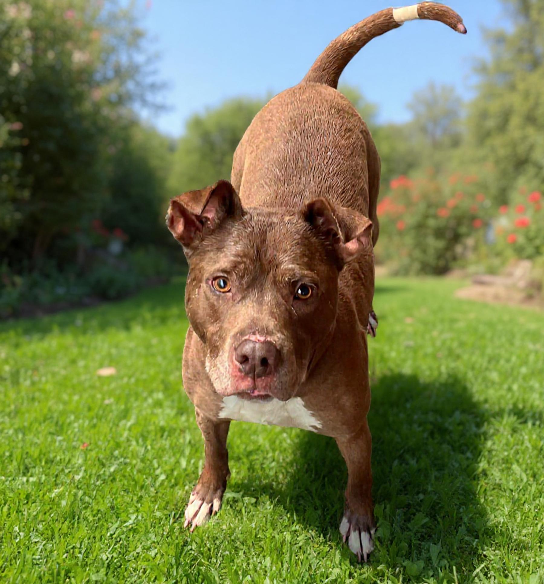 Lucky Mars, a Adoptable mixed breed in Roswell, GA image 2/3