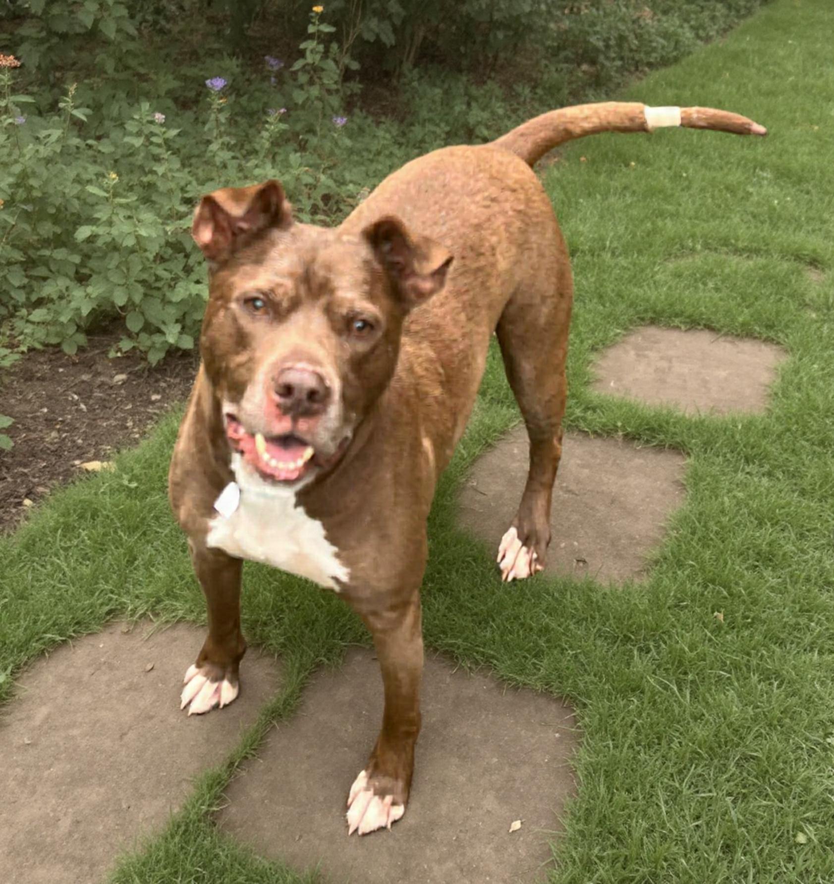 Lucky Mars, a Adoptable mixed breed in Roswell, GA image 3/3