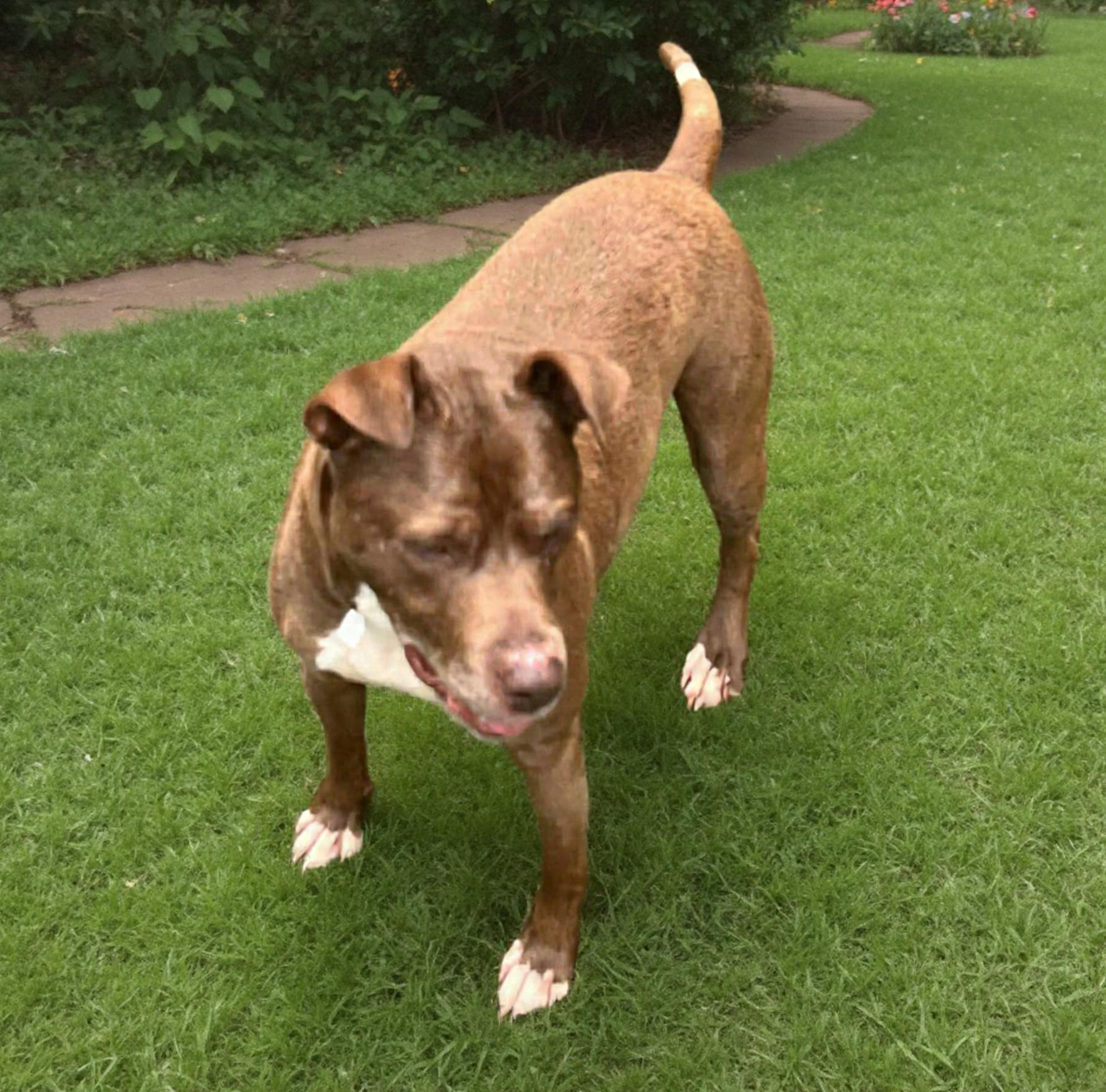 Lucky Mars, a Adoptable mixed breed in Roswell, GA image 1/3