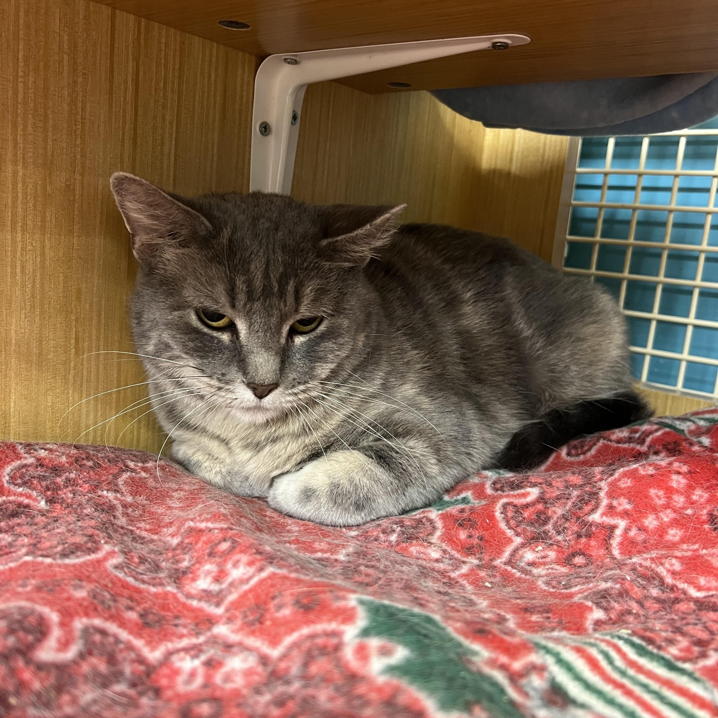 Enlarge Brittany , a ADOPTABLE Domestic Short Hair in Manhattan, KS image 1/1