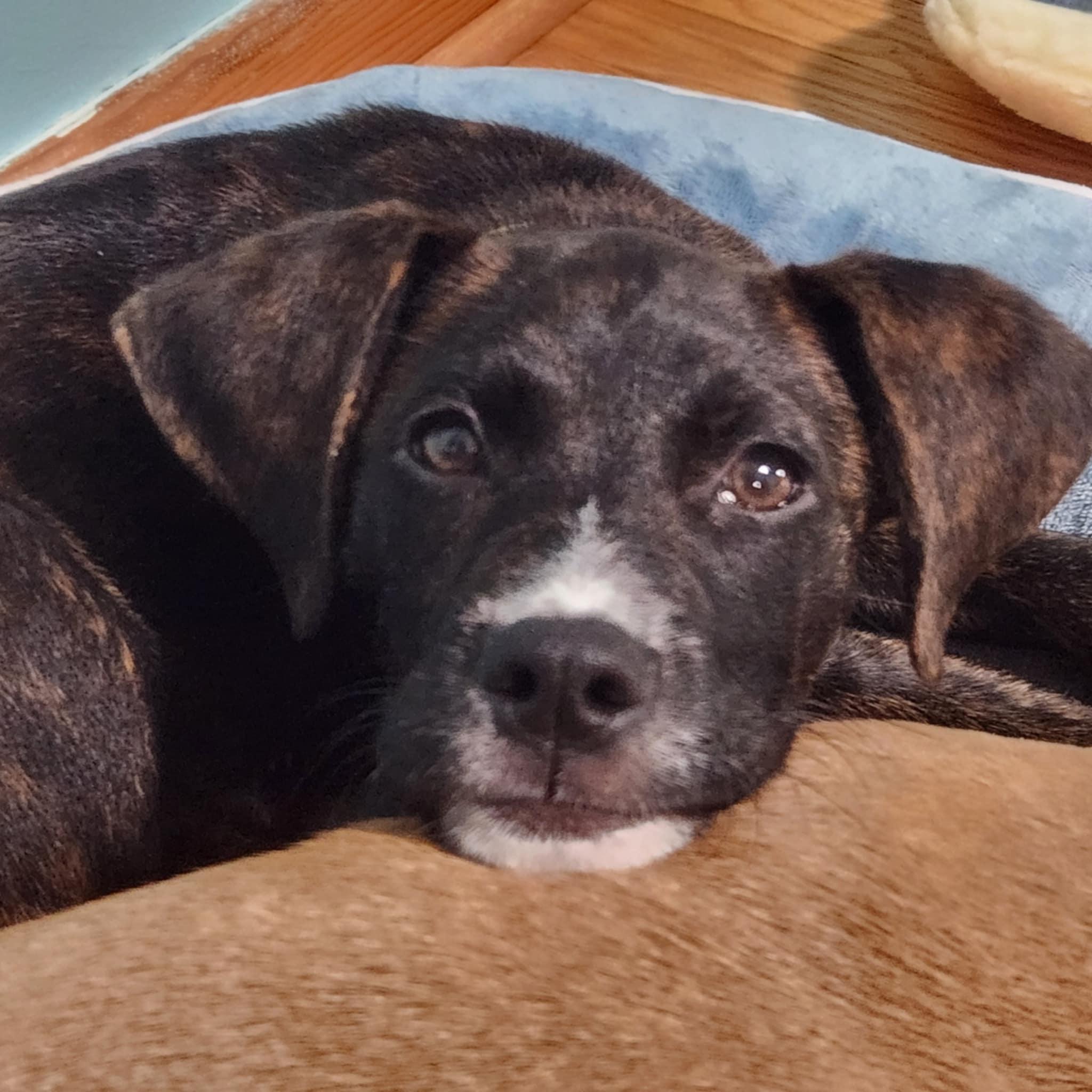 Wendell, Baby Male Mixed Breed