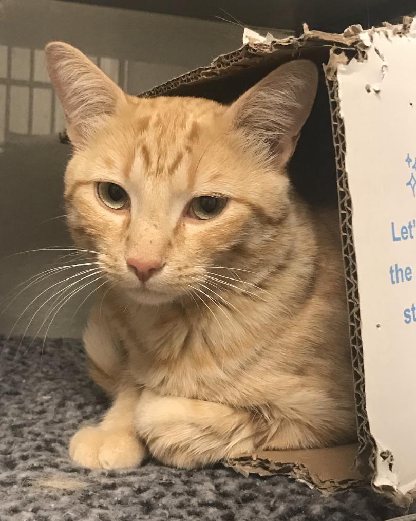 Enlarge Yuri, a Adoptable Domestic Short Hair in Buena Vista, CO image 1/4
