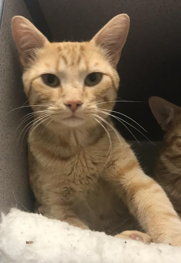 Enlarge Yuri, a Adoptable Domestic Short Hair in Buena Vista, CO image 2/4