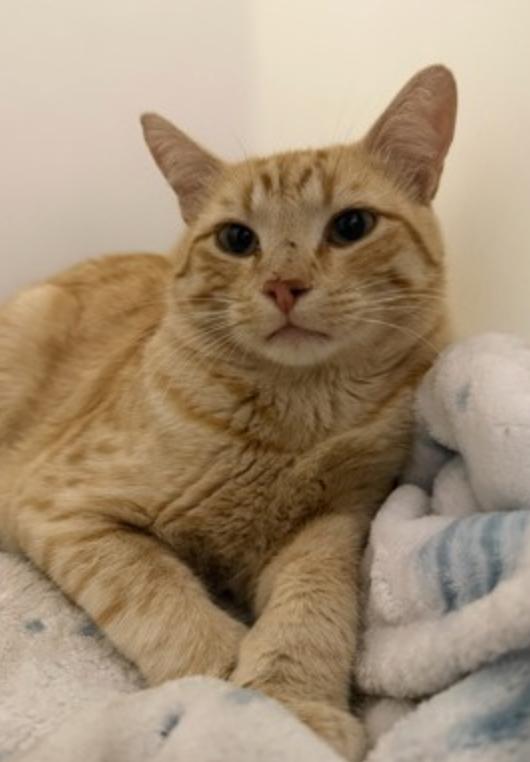 Enlarge Yuri, a Adoptable Domestic Short Hair in Buena Vista, CO image 4/4