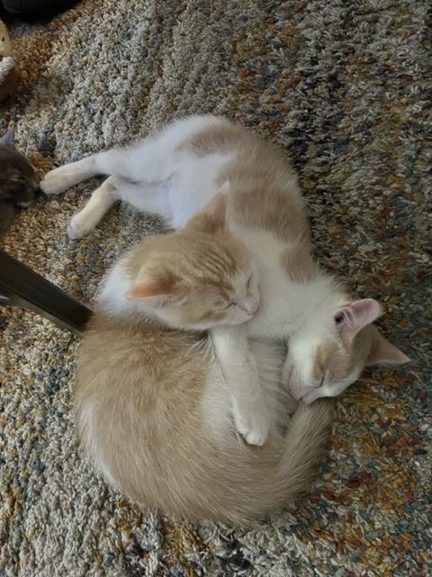 Enlarge Kringle (with Tinsel and Figgy), a Adoptable Domestic Short Hair in Caledon, ON image 2/4