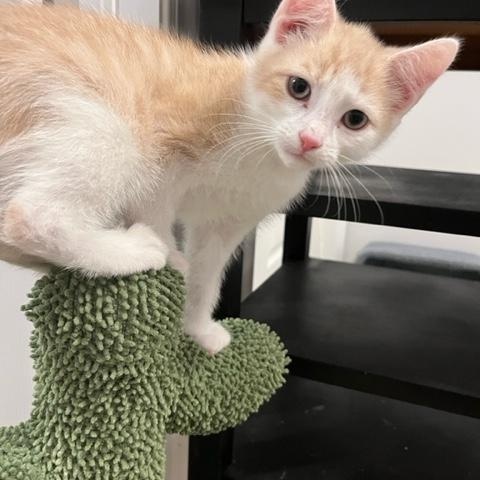 Enlarge Kringle (with Tinsel and Figgy), a Adoptable Domestic Short Hair in Caledon, ON image 4/4