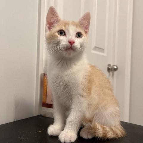 Enlarge Kringle (with Tinsel and Figgy), a Adoptable Domestic Short Hair in Caledon, ON image 1/4