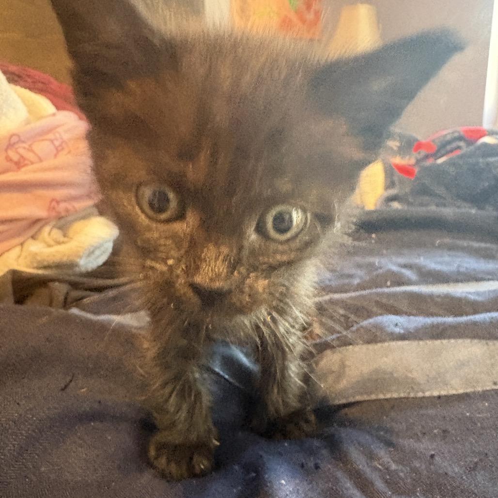 Bari (Purple), Adoptable, Kitten Female Domestic Short Hair.