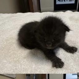 Enlarge Bari (Purple), a Adoptable Domestic Short Hair in Escondido, CA image 2/3