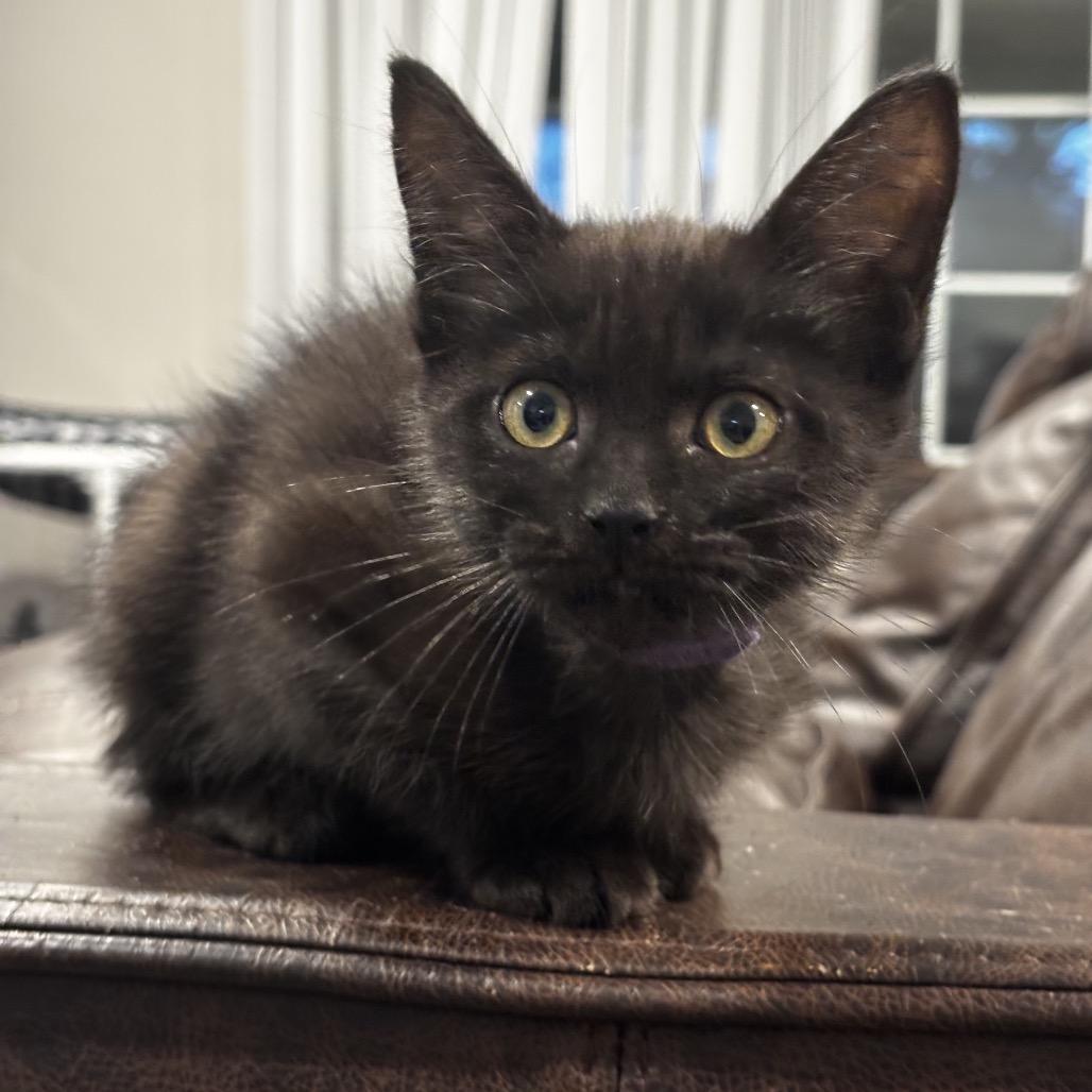 Enlarge Bari (Purple), a Adoptable Domestic Short Hair in Escondido, CA image 3/3