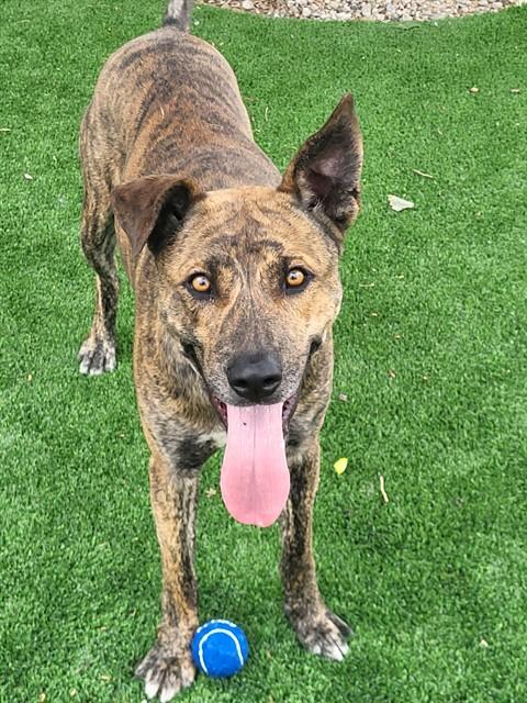 Enlarge DRACO, a Adoptable mixed breed in Castaic, CA image 1/1