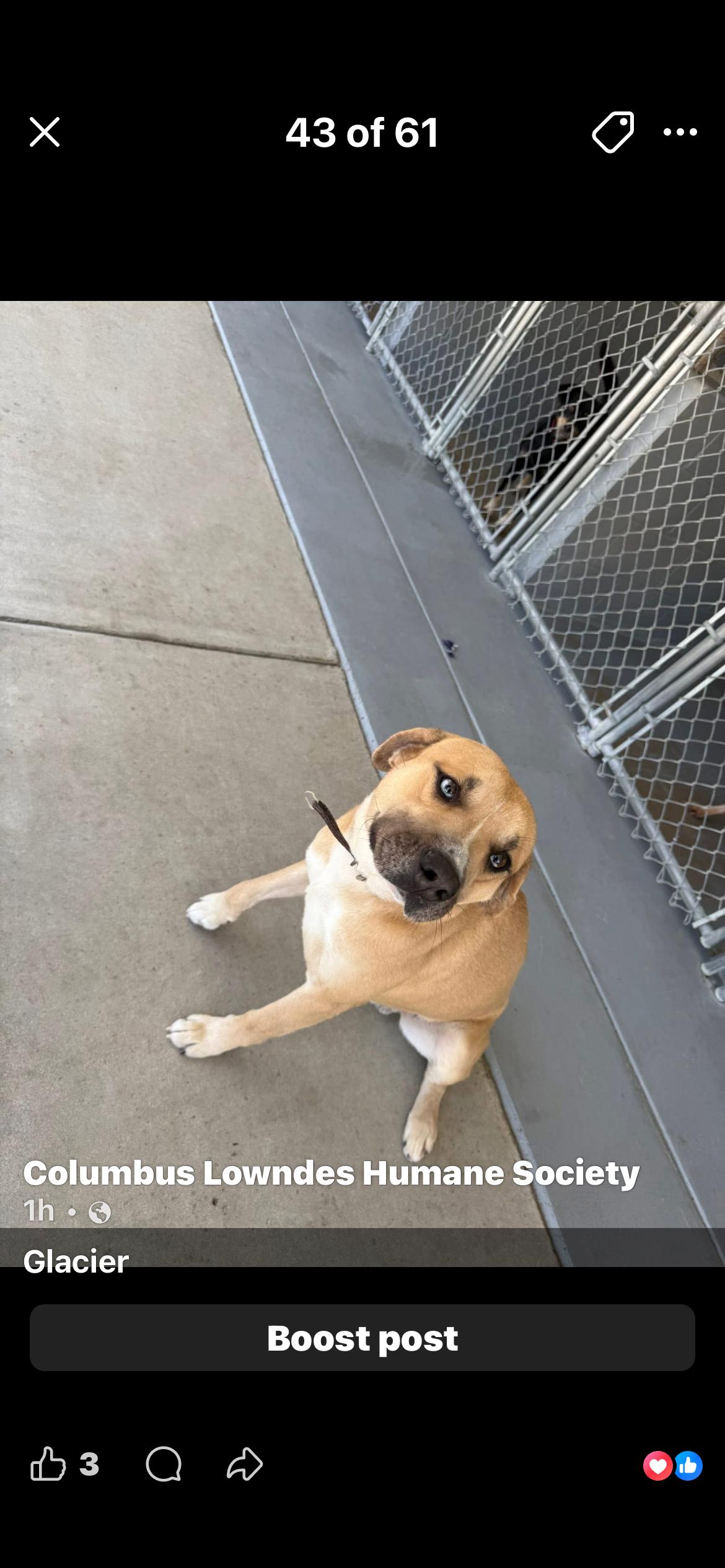 Enlarge Glacier, a ADOPTABLE mixed breed in Columbus, MS image 1/1