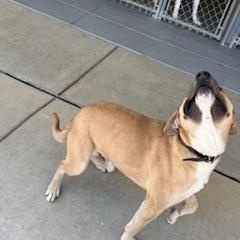 Enlarge Glacier, a ADOPTABLE mixed breed in Columbus, MS image 3/3