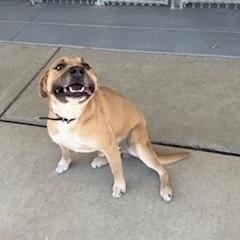 Glacier, ADOPTABLE, Adult Male Terrier & Mixed Breed.