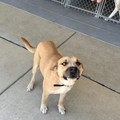 Enlarge Glacier, a ADOPTABLE mixed breed in Columbus, MS image 2/3